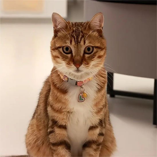 Collier chat | Félin Sécurisé - Chat M'étonne !