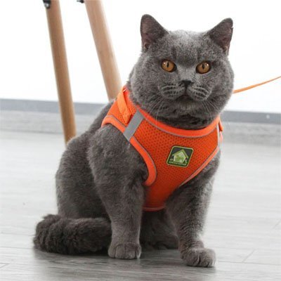 Harnais Chat - Chat M'étonne !