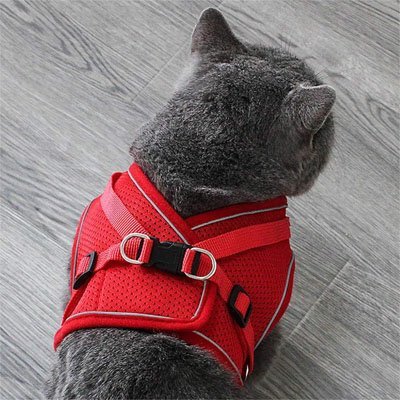 Harnais Chat - Chat M'étonne !
