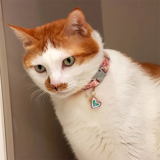 Collier chat | Félin Sécurisé - Chat M'étonne !