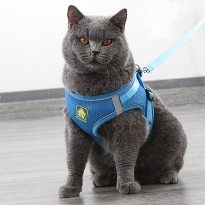 Harnais Chat - Chat M'étonne !