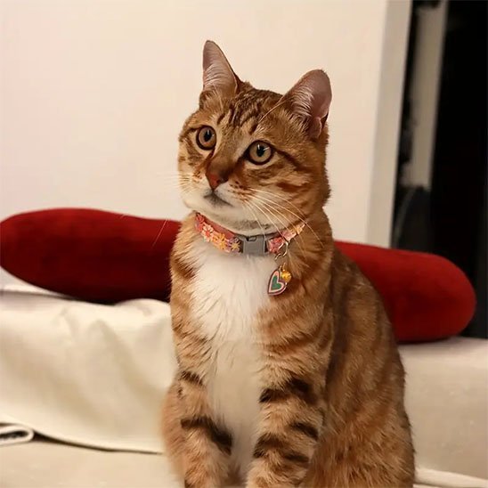 Collier chat | Félin Sécurisé - Chat M'étonne !