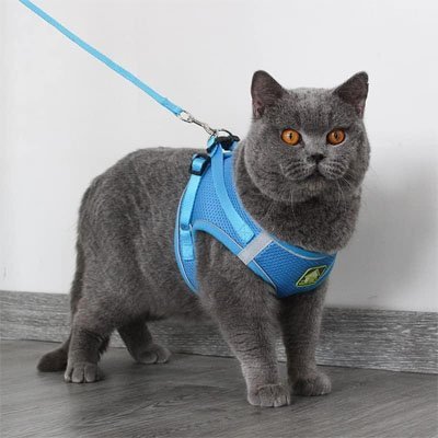 Harnais Chat - Chat M'étonne !